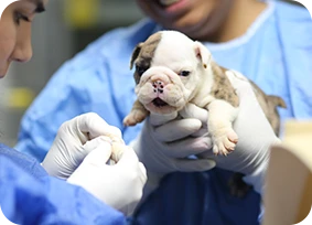 Cachorro recibiendo consulta veterinaria en clínica especializada en ojos