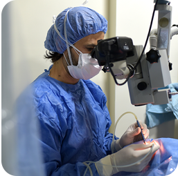 Veterinario en Doggie's Hospital Veterinario utilizando una lámpara UV en un examen dermatológico de un gato