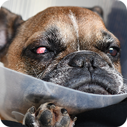 Equipo de cirujanos veterinarios realizando una operación en Doggie's