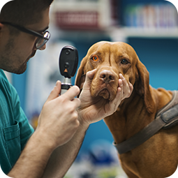 Veterinario brindando atención cariñosa a un golden retriever durante una consulta.