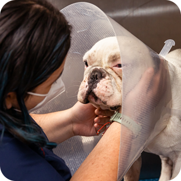 Técnico veterinario preparando análisis de sangre en el equipamiento de laboratorio en Doggie's