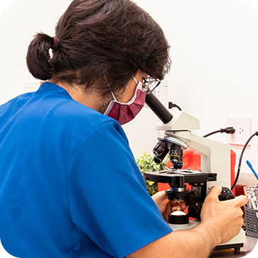 Cirujanos veterinarios en Doggie's realizando una laparoscopia