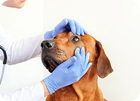 Veterinario examinando ojo a mascota